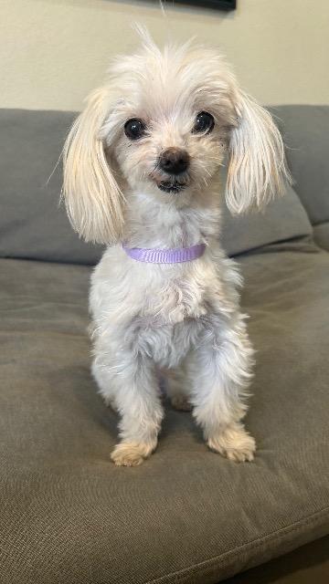 adoptable Dog in Fort Lauderdale, FL named Tiny