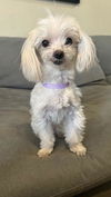 adoptable Dog in  named Tiny