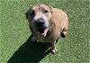 adoptable Dog in grand prairie, tx, TX named BUDDY