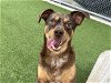 adoptable Dog in  named BROWNIE