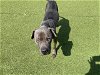 adoptable Dog in grand prairie, tx, TX named BROOKS
