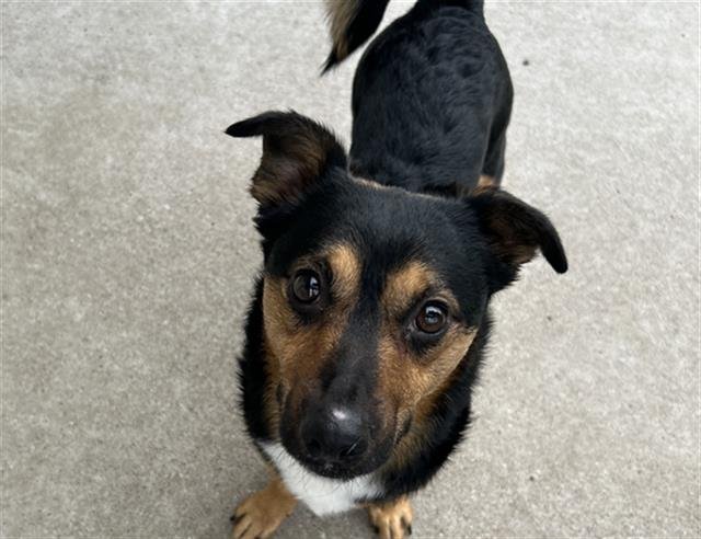 adoptable Dog in Grand Prairie, TX named UTAH
