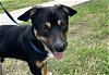 adoptable Dog in grand prairie, TX named AMIGO