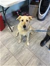 adoptable Dog in grand prairie, tx, TX named BUTTERCUP
