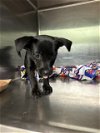 adoptable Dog in grand prairie, TX named A216035