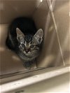 adoptable Cat in grand prairie, TX named A216315