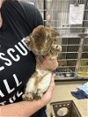 adoptable Rabbit in grand prairie, TX named A216322