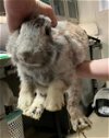 adoptable Rabbit in grand prairie, TX named A216324