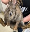 adoptable Rabbit in grand prairie, TX named A216328
