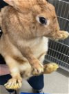 adoptable Rabbit in grand prairie, TX named A216330