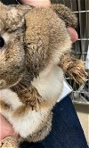 adoptable Rabbit in grand prairie, TX named A216331