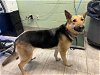 adoptable Dog in grand prairie, TX named ASUNA