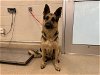 adoptable Dog in grand prairie, TX named AMAYA