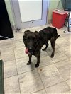 adoptable Dog in  named JOURNEY
