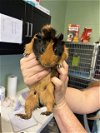 adoptable Guinea Pig in grand prairie, TX named A216570