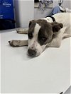 adoptable Dog in  named A216092