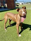 adoptable Dog in  named FREUD