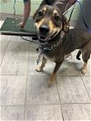 adoptable Dog in  named SUNSET