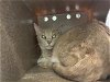 adoptable Cat in grand prairie, TX named APOLLO