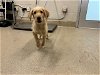adoptable Dog in grand prairie, TX named ARNOLD