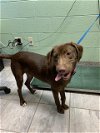 adoptable Dog in , TX named ADELE
