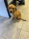 adoptable Dog in , TX named MAGIC