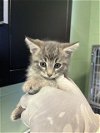 adoptable Cat in , TX named A216932