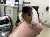 adoptable Guinea Pig in  named ROYALTY