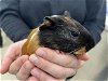 adoptable Guinea Pig in  named QUEEN