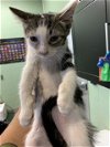 adoptable Cat in  named GENTLEMANBUG