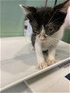 adoptable Cat in , TX named A217045