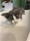 adoptable Cat in  named FOOTBALL