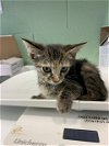 adoptable Cat in  named BASKETBALL