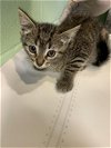 adoptable Cat in  named FROGGY