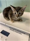 adoptable Cat in  named MINNIE
