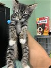 adoptable Cat in  named FUNYUN