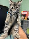 adoptable Cat in  named COOL RANCH