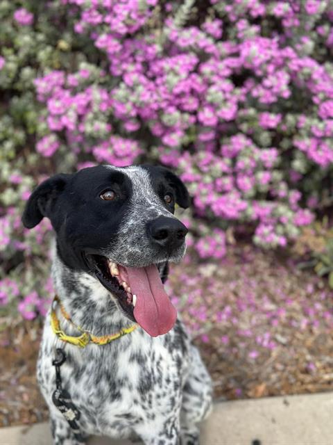 adoptable Dog in Grand Prairie, TX named CLOUD