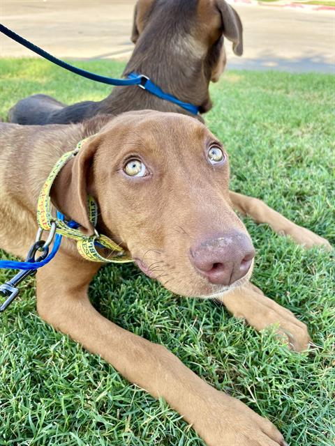 adoptable Dog in Grand Prairie, TX named BAKUGO