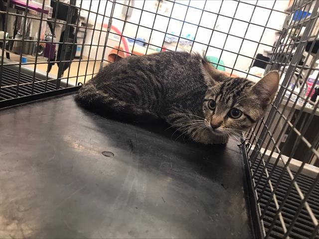 adoptable Cat in Grand Prairie, TX named CAR WASH