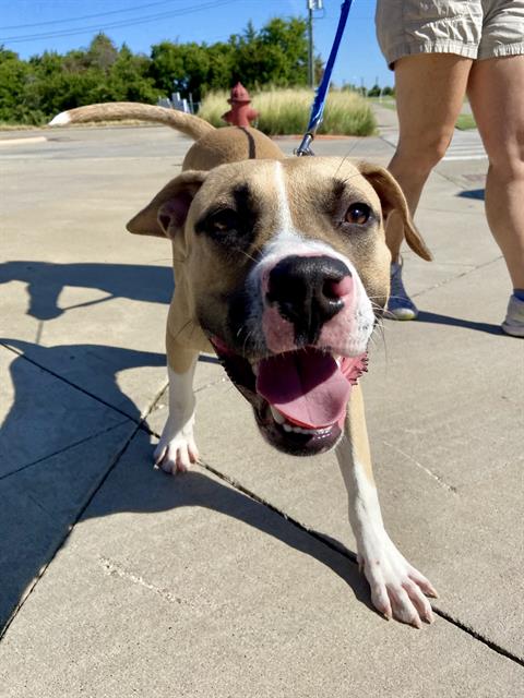 adoptable Dog in Grand Prairie, TX named CHESTER