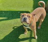 adoptable Dog in grand prairie, Unknown named BUTTERBALL