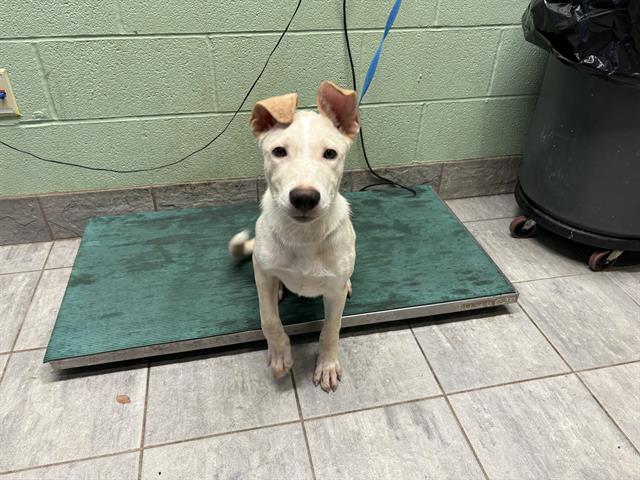 adoptable Dog in Grand Prairie, TX named CAPTAIN