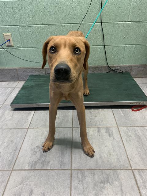 adoptable Dog in Grand Prairie, TX named MIDORIYA