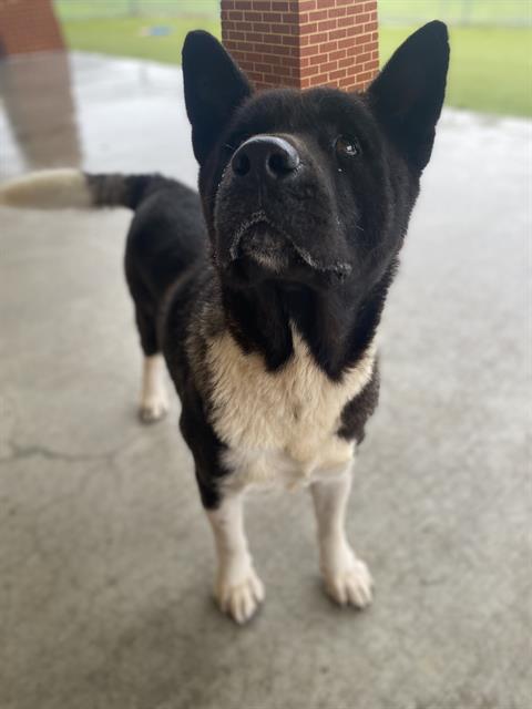 adoptable Dog in Grand Prairie, TX named LADY