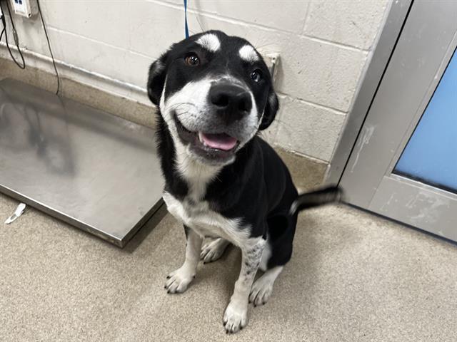 adoptable Dog in Grand Prairie, TX named CLOVER