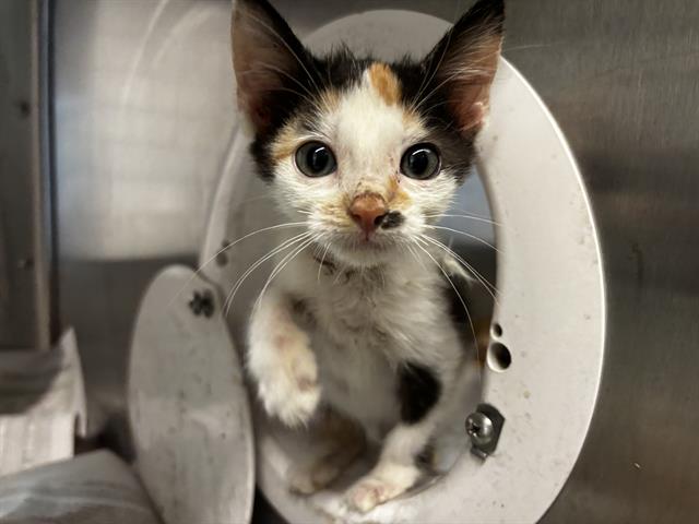 adoptable Cat in Grand Prairie, TX named CAKE