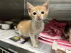 adoptable Cat in grand prairie, Unknown named CANDLES