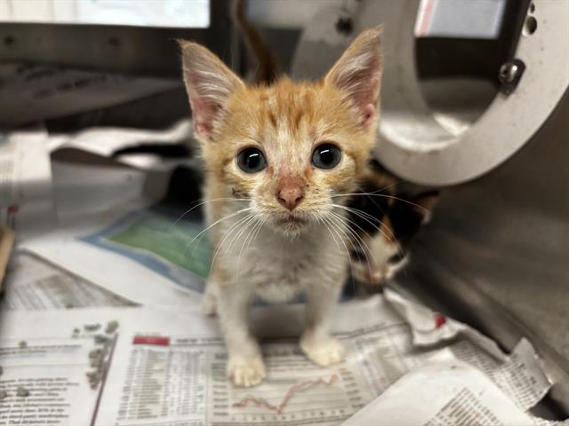 adoptable Cat in Grand Prairie, TX named CANDLES