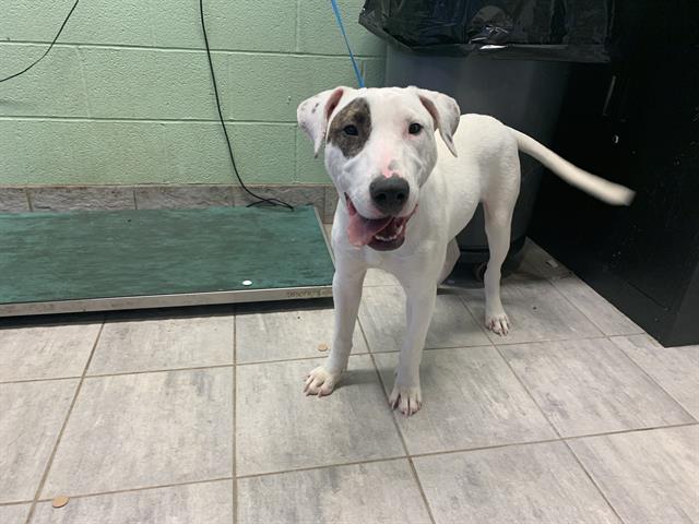 adoptable Dog in Grand Prairie, TX named WATSON